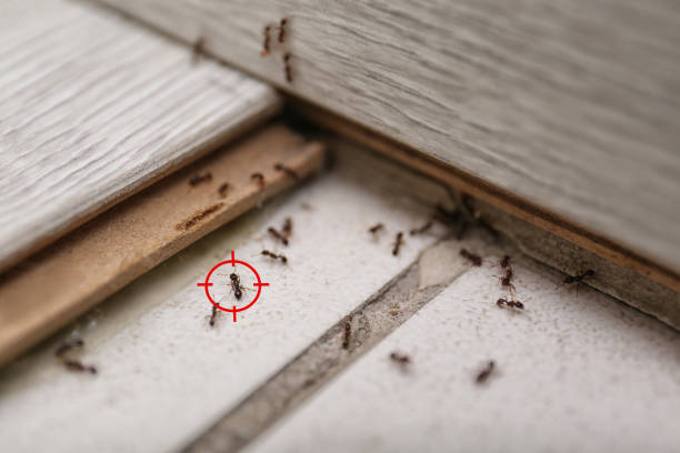 Best Affordable Pest Control Services  in Sarand, AL