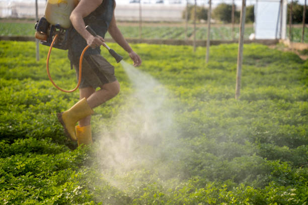 Best Insect Control  in Sarand, AL