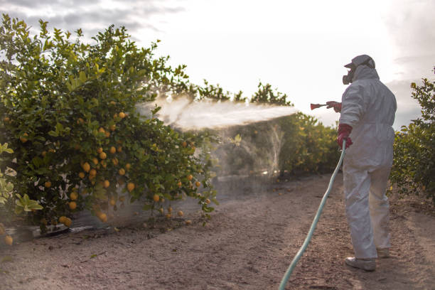 Best Local Pest Control Services  in Sarand, AL