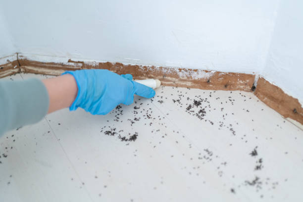 Reliable Saraland, AL Pest Control Solutions